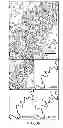 Fig. 22 - SUBSETS OF ANTIGEN-PRESENTING CELLS (APCs) IN THE HUMAN VAGINA AND THEIR DISTINCT FUNCTIONS
