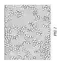Fig. 02 - Uniform Fluorescent Microsphere with Hydrophobic Surfaces
