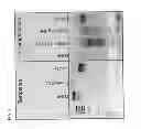 Fig. 09 - Methods and compositions for segregating target nucleic acid from mixed nucleic acid samples