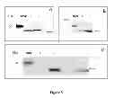 Fig. 06 - Breast Tumor Markers and Methods of Use Thereof