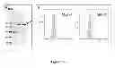 Fig. 17 - Breast Tumor Markers and Methods of Use Thereof