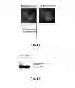 Fig. 02 - SUMO-SPECIFIC AFFINITY TAG