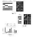 Fig. 04 - SUMO-SPECIFIC AFFINITY TAG