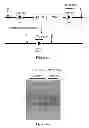 Fig. 09 - Polycistronic vector for human induced pluripotent stem cell production