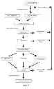 Fig. 14 - Factor VIII Compositions and Methods of Making and Using Same