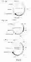 Fig. 20 - Factor VIII Compositions and Methods of Making and Using Same