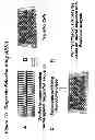Fig. 22 - RNA interference mediated inhibition of gene expression using chemically modified short interfering nucleic acid (siNA)