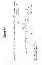 Fig. 45 - RNA interference mediated inhibition of gene expression using chemically modified short interfering nucleic acid (siNA)