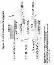 Fig. 60 - RNA interference mediated inhibition of gene expression using chemically modified short interfering nucleic acid (siNA)