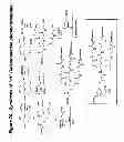 Fig. 71 - RNA interference mediated inhibition of gene expression using chemically modified short interfering nucleic acid (siNA)