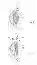 Fig. 02 - Foldable accommodating intraocular lens