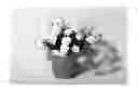 Fig. 02 - Carnation plant named ‘KLEDG10116’