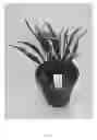 Fig. 02 - Hosta plant named 'Hands Up'