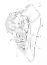 Fig. 02 - Selection of components of a disc brake and disc brake