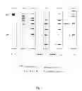 Fig. 04 - METHODS, CASSETTES, GELS AND APPARATUSES FOR ISOLATION AND COLLECTION OF BIOMOLECULES FROM ELECTROPHORESIS GELS