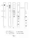 Fig. 06 - METHODS, CASSETTES, GELS AND APPARATUSES FOR ISOLATION AND COLLECTION OF BIOMOLECULES FROM ELECTROPHORESIS GELS