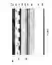 Fig. 03 - Single-frequency distributed feedback laser diode with complex-coupling coefficient and transparent conductive cladding layer
