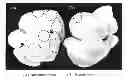 Fig. 01 - Anti-Tumor Agent and Immunostimulating Agent