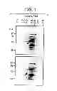 Fig. 02 - Human lysosomal protein and methods of its use