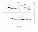 Fig. 07 - Colon and Rectal Tumor Markers and Methods of Use Thereof