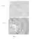 Fig. 09 - Colon and Rectal Tumor Markers and Methods of Use Thereof