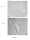 Fig. 28 - Colon and Rectal Tumor Markers and Methods of Use Thereof