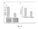 Fig. 40 - Colon and Rectal Tumor Markers and Methods of Use Thereof