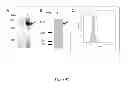 Fig. 43 - Colon and Rectal Tumor Markers and Methods of Use Thereof