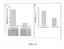 Fig. 44 - Colon and Rectal Tumor Markers and Methods of Use Thereof