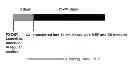 Fig. 01 - DENTAL STEM CELL REPROGRAMMING