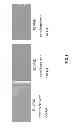 Fig. 07 - DENTAL STEM CELL REPROGRAMMING
