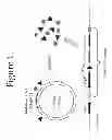 Fig. 02 - Methods and compositions for targeted mutagenesis in bacteria