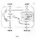 Fig. 06 - COMPOSITIONS AND METHODS FOR THE TREATMENT OF CANCER