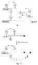 Fig. 02 - METHODS FOR THE SYNTHESIS OF DICARBA BRIDGES IN ORGANIC COMPOUNDS