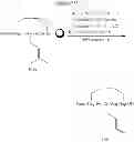 Fig. 76 - METHODS FOR THE SYNTHESIS OF DICARBA BRIDGES IN ORGANIC COMPOUNDS
