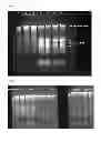 Fig. 02 - METHOD FOR SELECTIVE ISOLATION AND PURIFICATION OF NUCLEIC ACIDS