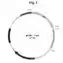 Fig. 02 - Method for determining genotoxicity using non-fluorescent proteins