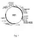 Fig. 02 - Polypeptides having lipase activity and polynucleotides encoding same