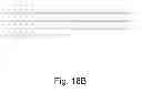 Fig. 22 - Polypeptides having lipase activity and polynucleotides encoding same