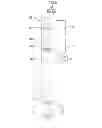 Fig. 06 - LIGHTING DEVICE, DISPLAY DEVICE AND TELEVISION RECEIVER