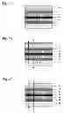 Fig. 07 - Magnetoresistive effect element, magnetic memory cell using same, and random access memory