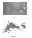 Fig. 09 - Computer vision and machine learning software for grading and sorting plants