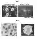 Fig. 02 - METHOD FOR INCREASING ACTIVITY IN HUMAN STEM CELL