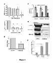 Fig. 13 - EXOSOME INHIBITING AGENTS AND USES THEREOF