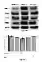 Fig. 17 - EXOSOME INHIBITING AGENTS AND USES THEREOF