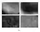 Fig. 04 - Triggered Cargo Release from Nanoparticle Stabilized Liposomes