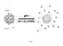 Fig. 08 - Triggered Cargo Release from Nanoparticle Stabilized Liposomes