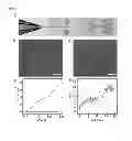 Fig. 07 - Forming an Artificial Cell with controlled membrane composition, asymmetry, and contents