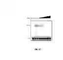 Fig. 07 - Materials and method for inhibiting replication protein A and uses thereof