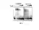 Fig. 09 - Materials and method for inhibiting replication protein A and uses thereof